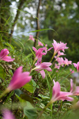 Beautiful pink rain lily or rosepink zephyr lily in cluster