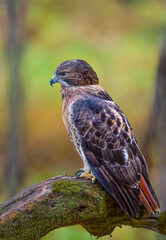 Red Tailed Hawk