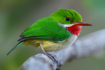 Puerto Rican Tody