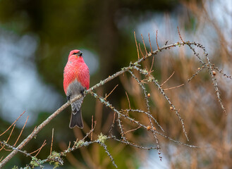Pine Grosbeak