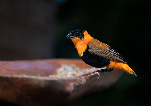 Northern Red Bishop