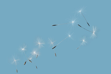 Many dandelion seeds flying on blue background