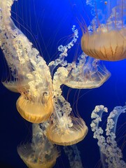 Under the Surface Jelly Fish