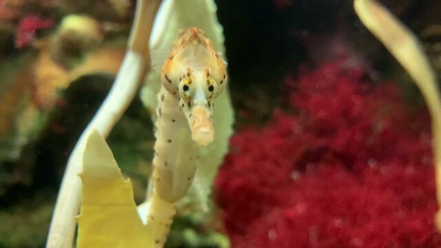 Extreme close up of a sea horse looking around in an aquarium