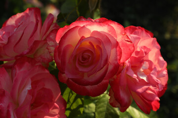 Beautiful blooming pink roses on blurred background, closeup