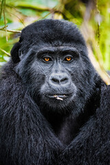 Mountain Gorilla
