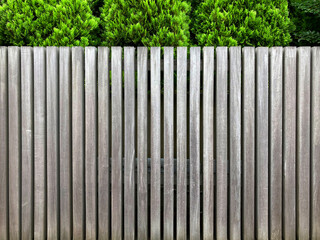 Fototapeta premium 木のルーバーの塀と緑の植物の背景素材_a_01