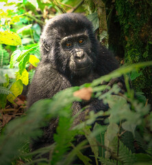 Mountain Gorilla