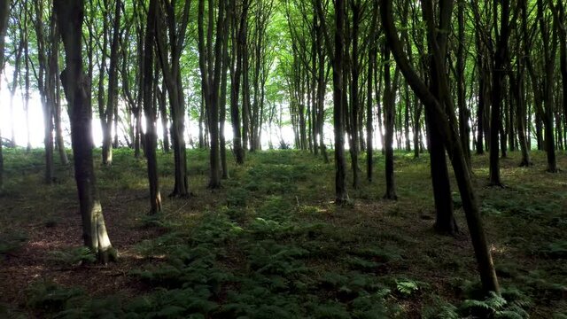 4K drone video moving slowly through a forest.