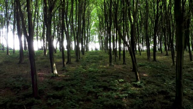 4K very slow moving drone through trees in a forest