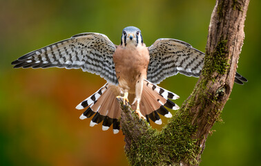 Kestrel