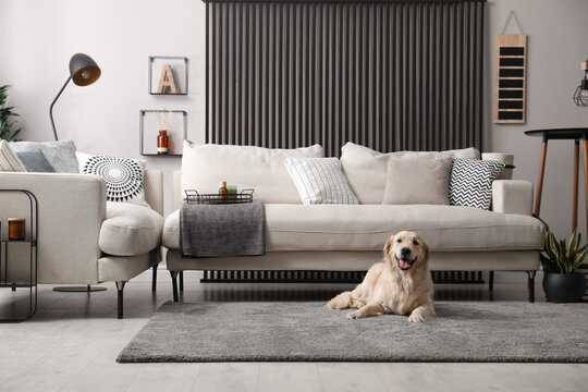 Adorable Golden Retriever dog in living room - Powered by Adobe