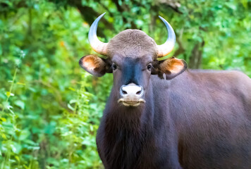 Indian Gaur