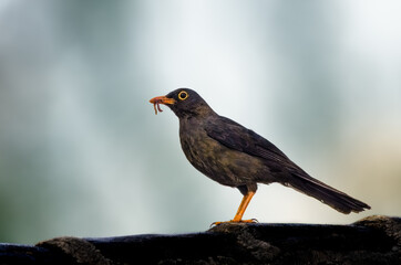 Great Thrush