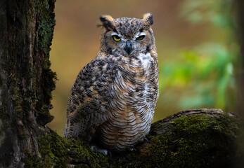 Great Horned Owl