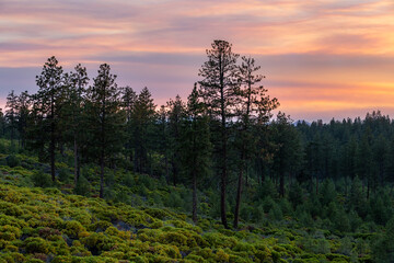 Grass hillside with a tree line in Oregon during a colorful sunset