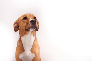 a beautiful dog looking up on white background