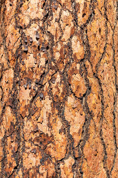 Close up of bark on a tree in southern Oregon.