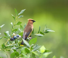 Foto op Canvas cedar waxing bird eating blueberry on the tree © nd700