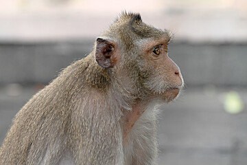 close up of a macaque