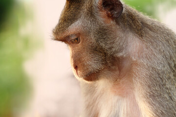 portrait of a macaque.
