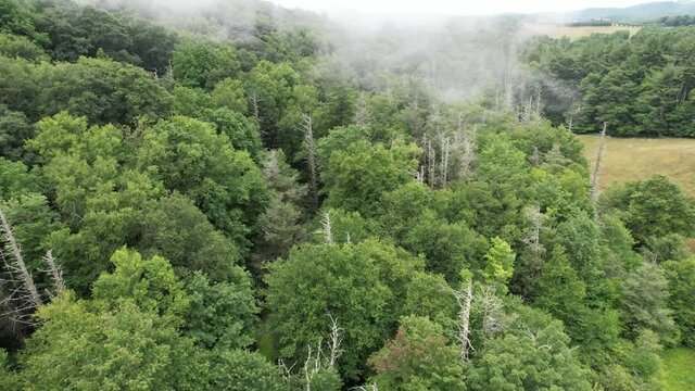 Fog rolls in over dead hemlock trees in appalachian and blue ridge mountains near boone nc, boone north carolina