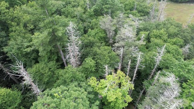 Dead Hemlock Trees near Blowing Rock NC, North Carolina just off the blue ridge parkway