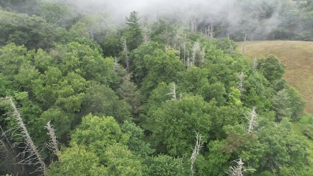 Dead Hemlocks through the fog along blue ridge mountain ridge in appalachian mountain chain near boone nc, north carolina