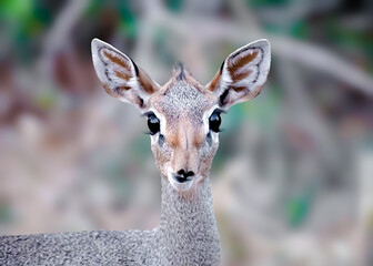 Dik DIk googly eyes