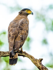 Crested Hawk Eagle