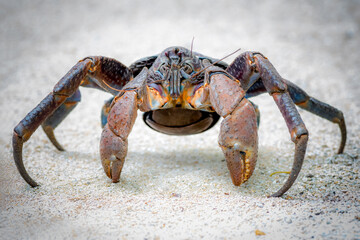 Coconut crab in the small island nation of Vanuatu - obrazy, fototapety, plakaty