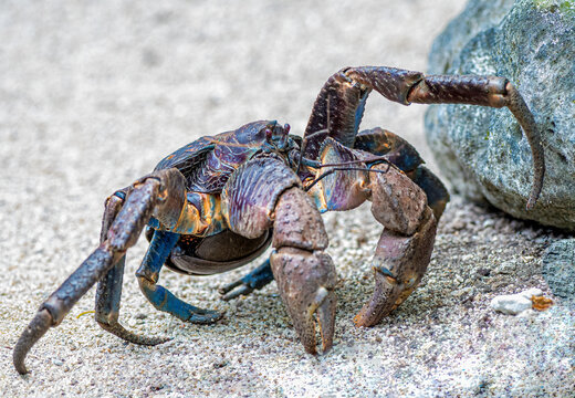 Coconut crab in the small island nation of Vanuatu