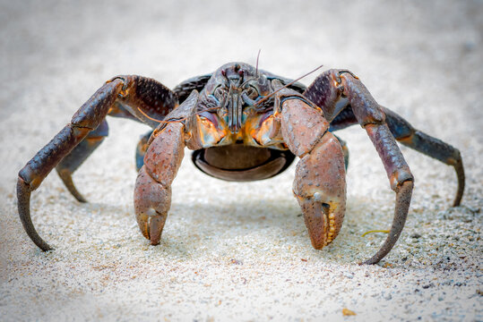 Coconut crab in the small island nation of Vanuatu