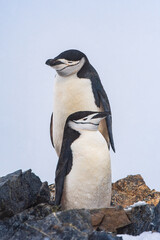 Naklejka premium Chin-strap penguin couple in Antarctica
