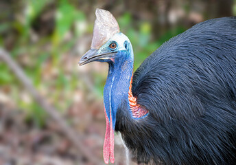 Cassowary mom crossing the road with her chicks in Daintree Rainforest in Australia