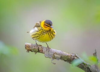 Cape May Warbler perched