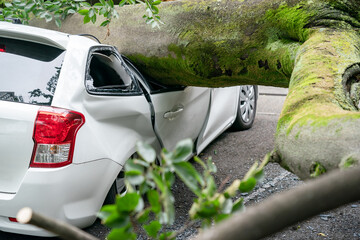 倒木・下敷きになった車