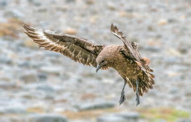 Brown Skua bathing