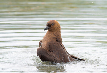 Fototapeta premium Brown Skua bathing