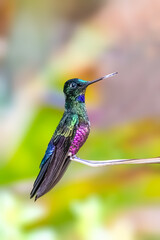 Blue-throated starfrontlet hummingbird