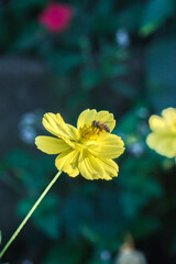 yellow flower in the garden