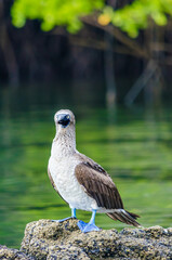 Blue footed booby