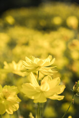yellow flowers in the garden