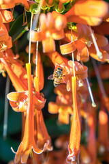 christmas bells on a tree