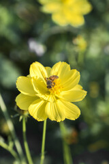 bee on yellow flower