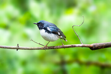 Black throated Blue Warbler