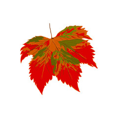 Drawing of one autumn leaf in red, orange and green colors. Suitable for festive decor, textile