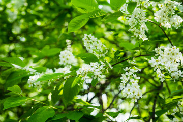 Blooming bird cherry tree in the garden. Selective focus.