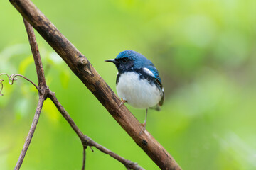 Fototapeta premium Black-throated Blue Warbler
