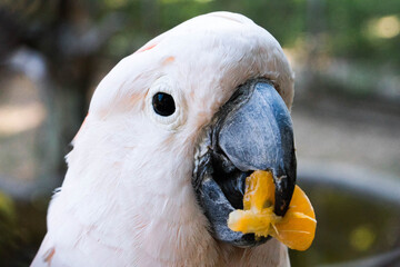 portrait of a white parrot